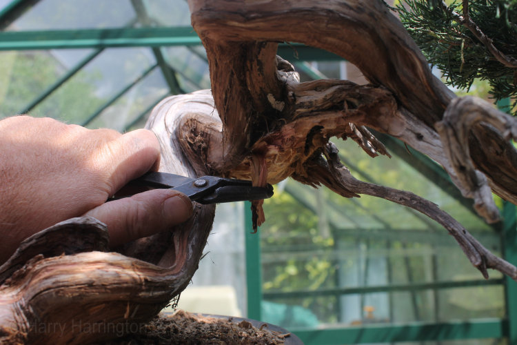 juniper bonsai deadwood